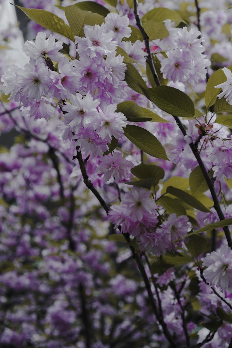 Close Up Of Purple Flowers