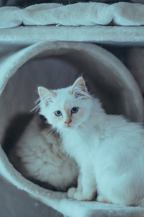 bebek, beyaz kürk, çok sevimli içeren Ücretsiz stok fotoğraf