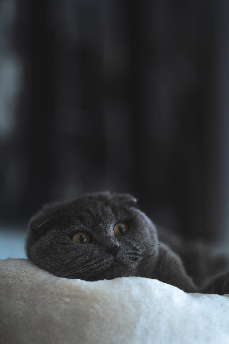 Cat Lying On Pillow