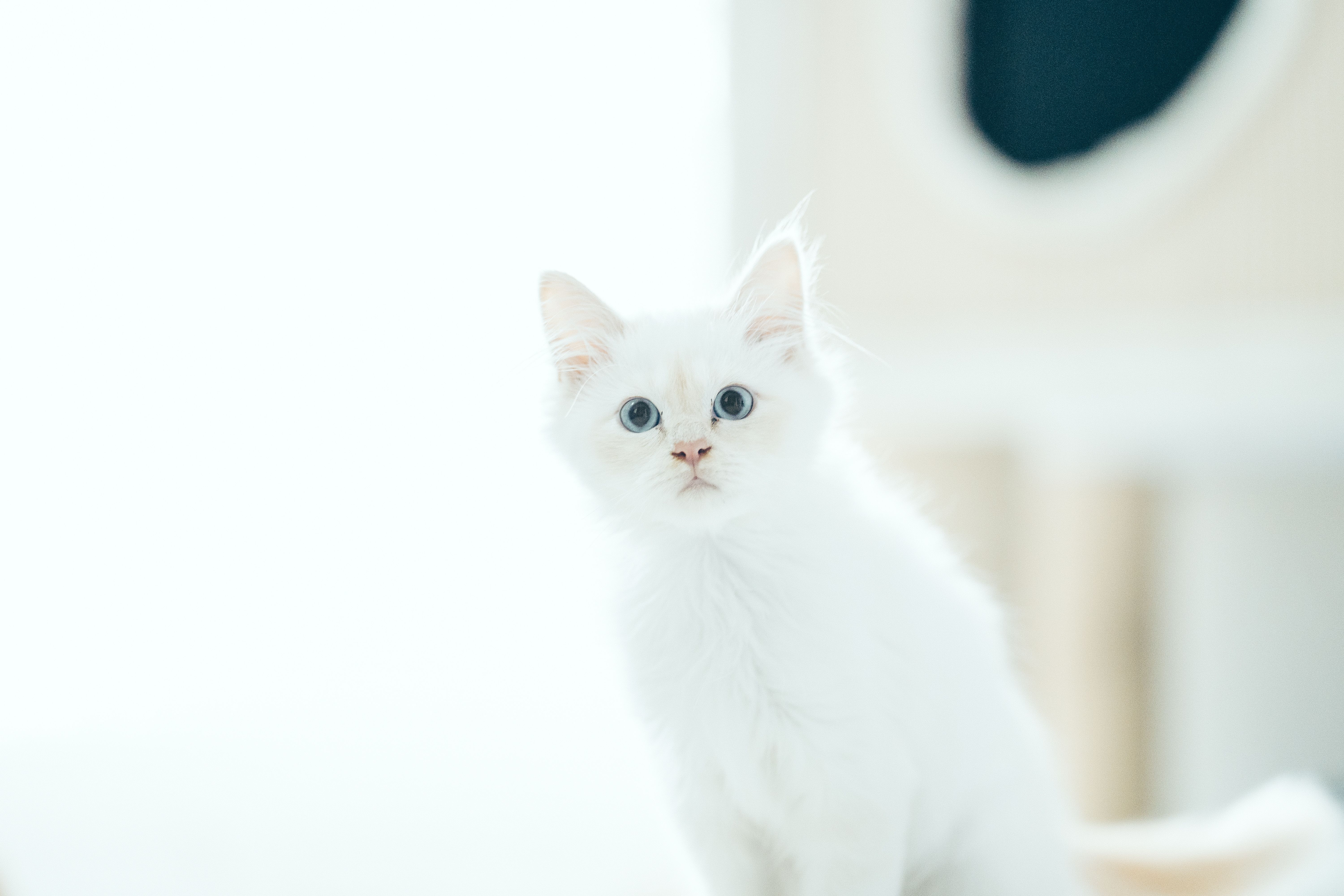 Charming white kitten with blue eyes captured in a bright indoor setting.