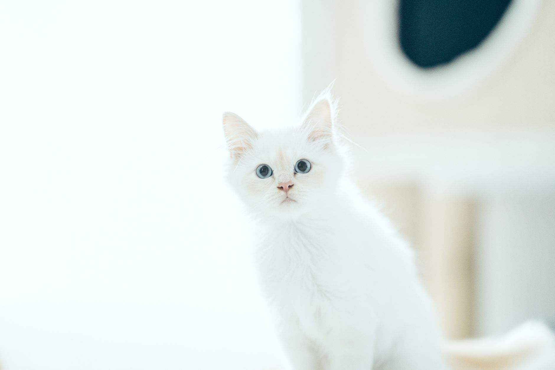 Charming white kitten with blue eyes captured in a bright indoor setting.