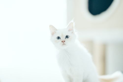 Free Charming white kitten with blue eyes captured in a bright indoor setting. Stock Photo