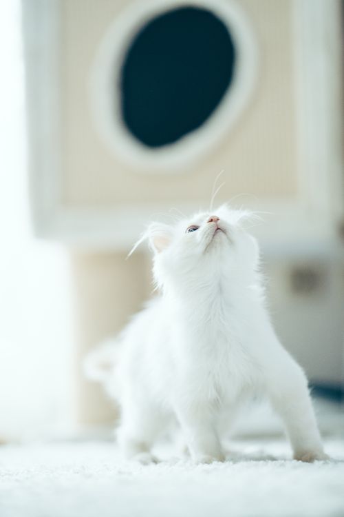 Free A fluffy white kitten gazes upward, standing on a light carpet indoors. Stock Photo