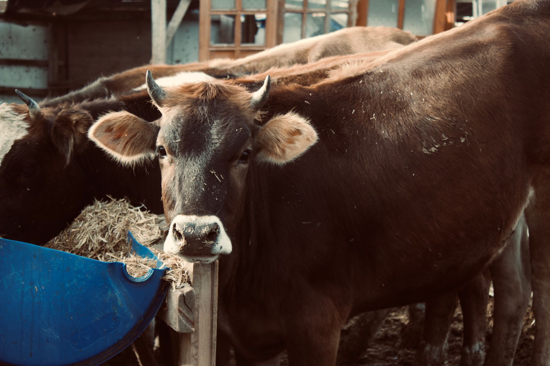 Portrait of a cow at a veterinary clinic