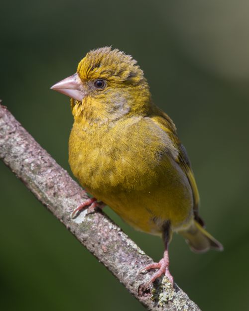 Free Vivid shot of a European Greenfinch (Chloris chloris) on a branch in natural habitat. Stock Photo