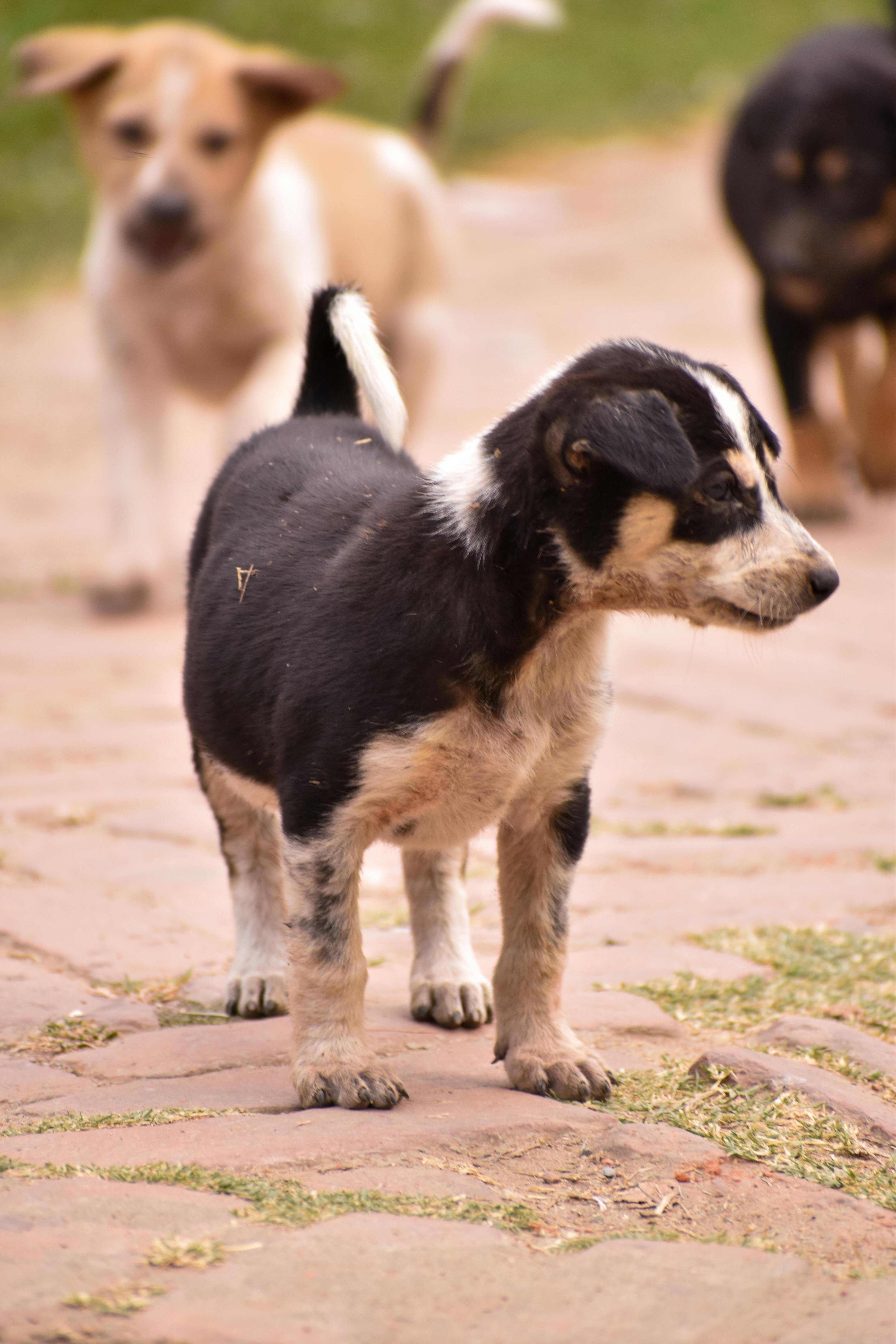 Federation dog care moment for litter registration with calm training focus