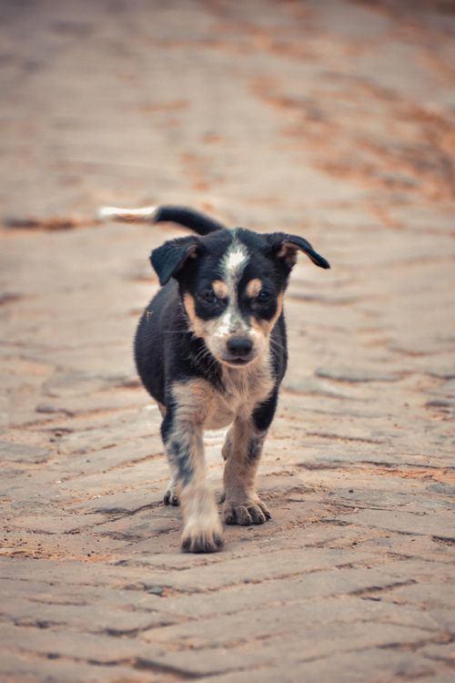 Free A cute puppy walking on a brick pavement, showcasing its playful charm in an outdoor setting. Stock Photo