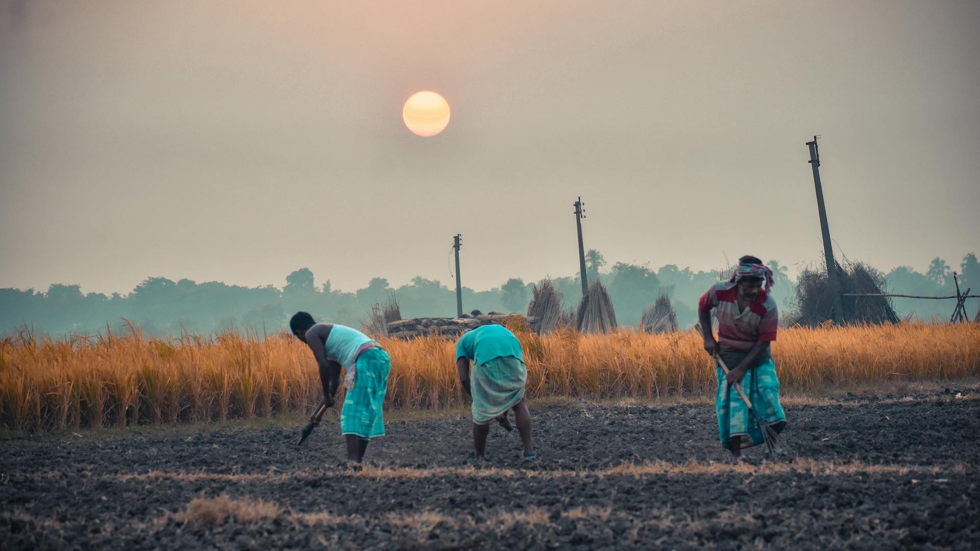 Three farmers cultivate rural fields at sunrise, showcasing traditional agriculture and community life.