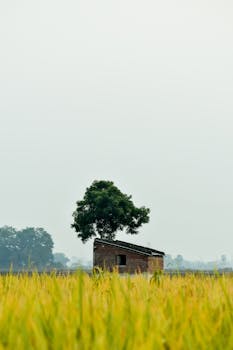 A lone hut with a tree in a vast rural field under a cloudy sky.