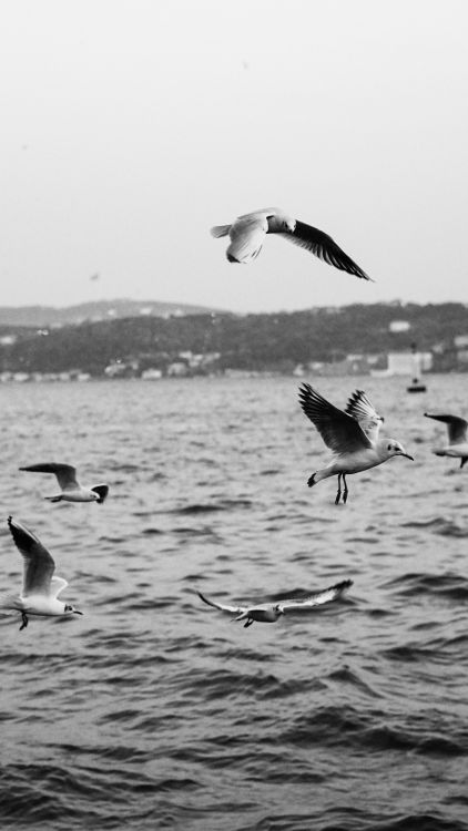 Black and white photo of seagulls flying over water · Free Stock Photo