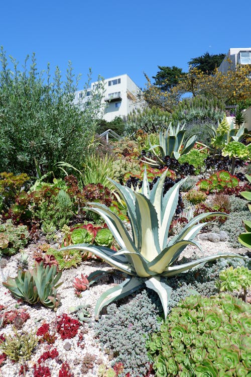 Agave Plant on a Hillside of a Garden