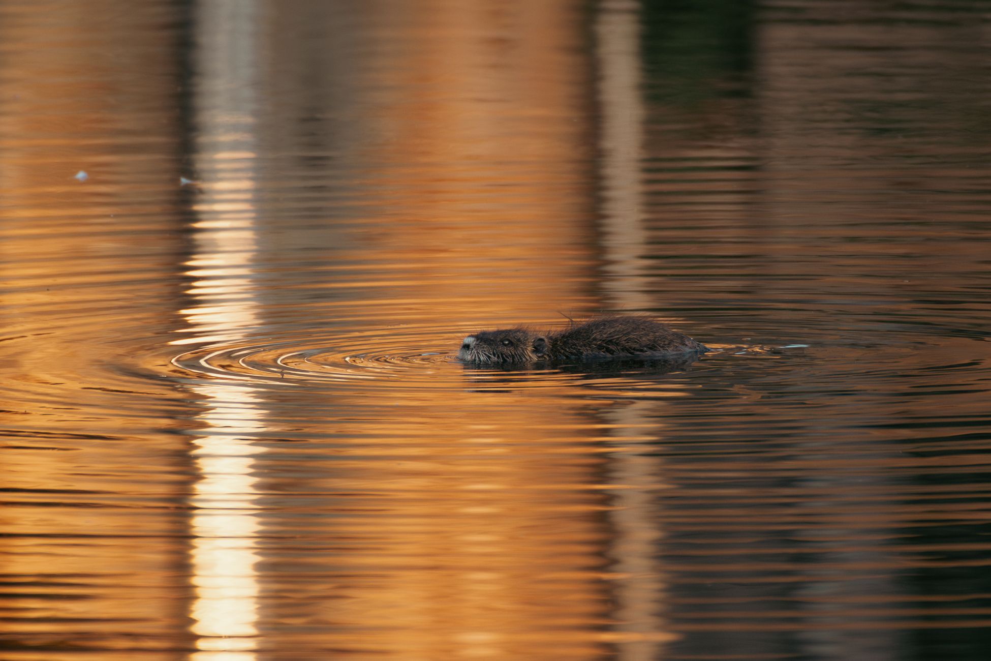 Bever gespot in stadshaven Tilburg