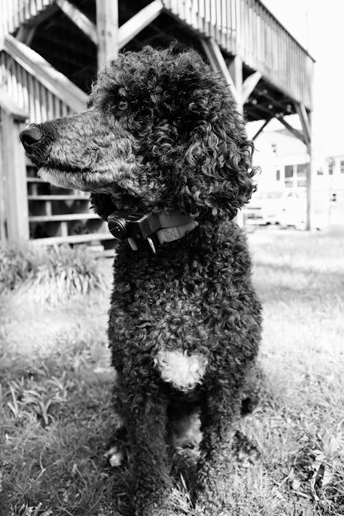 Free stock photo of dogs, poodle