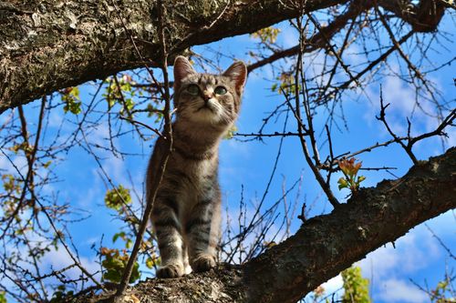 Free A curious tabby kitten perched on a tree branch against a blue sky, exploring its surroundings. Stock Photo