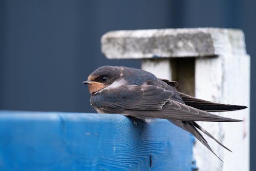 Small Bird on Wooden Wall