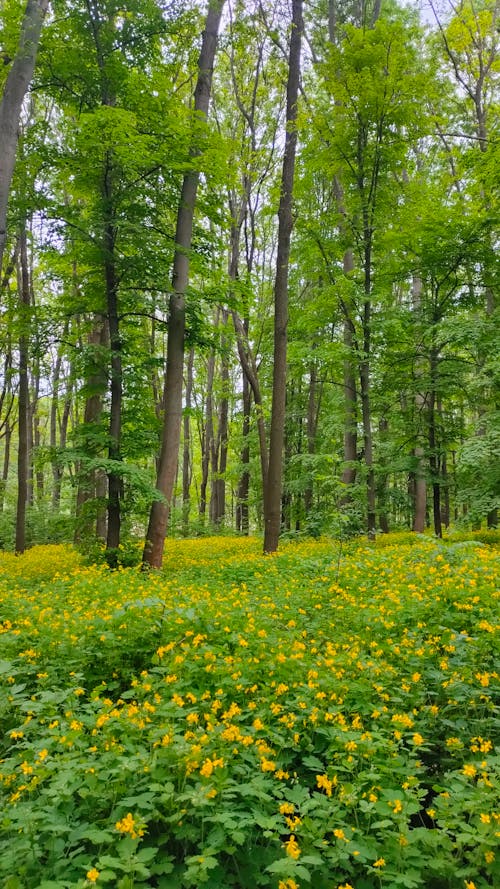 Foto profissional grátis de amarelo, árvores, beleza