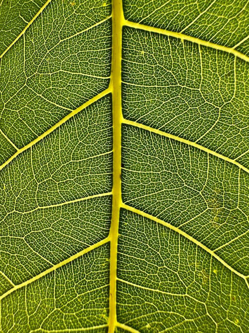 Close-up of a Green and Yellow Leaf