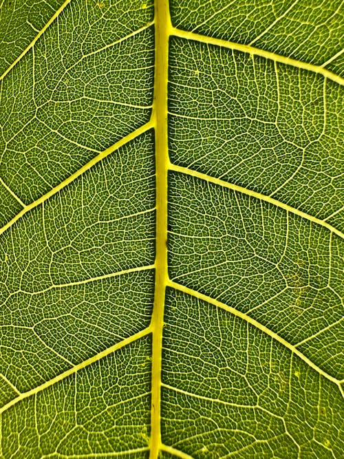 Základová fotografie zdarma na téma asymetrie, flóra, fotosyntéza