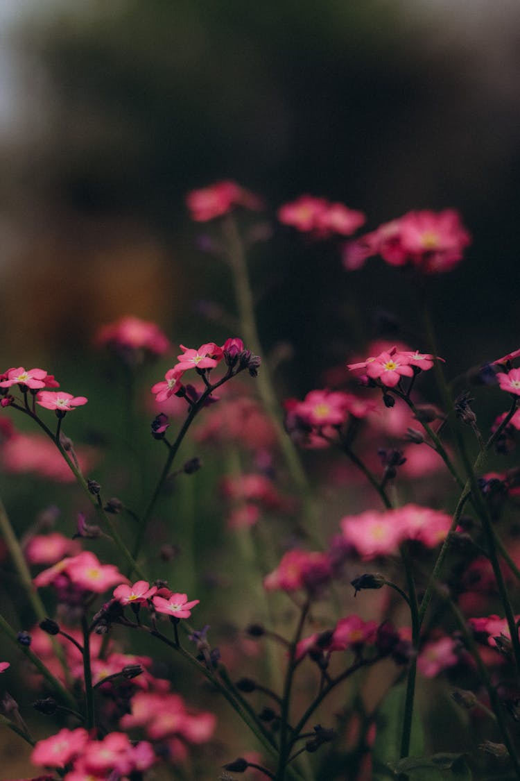 Blossoming Red Flowers