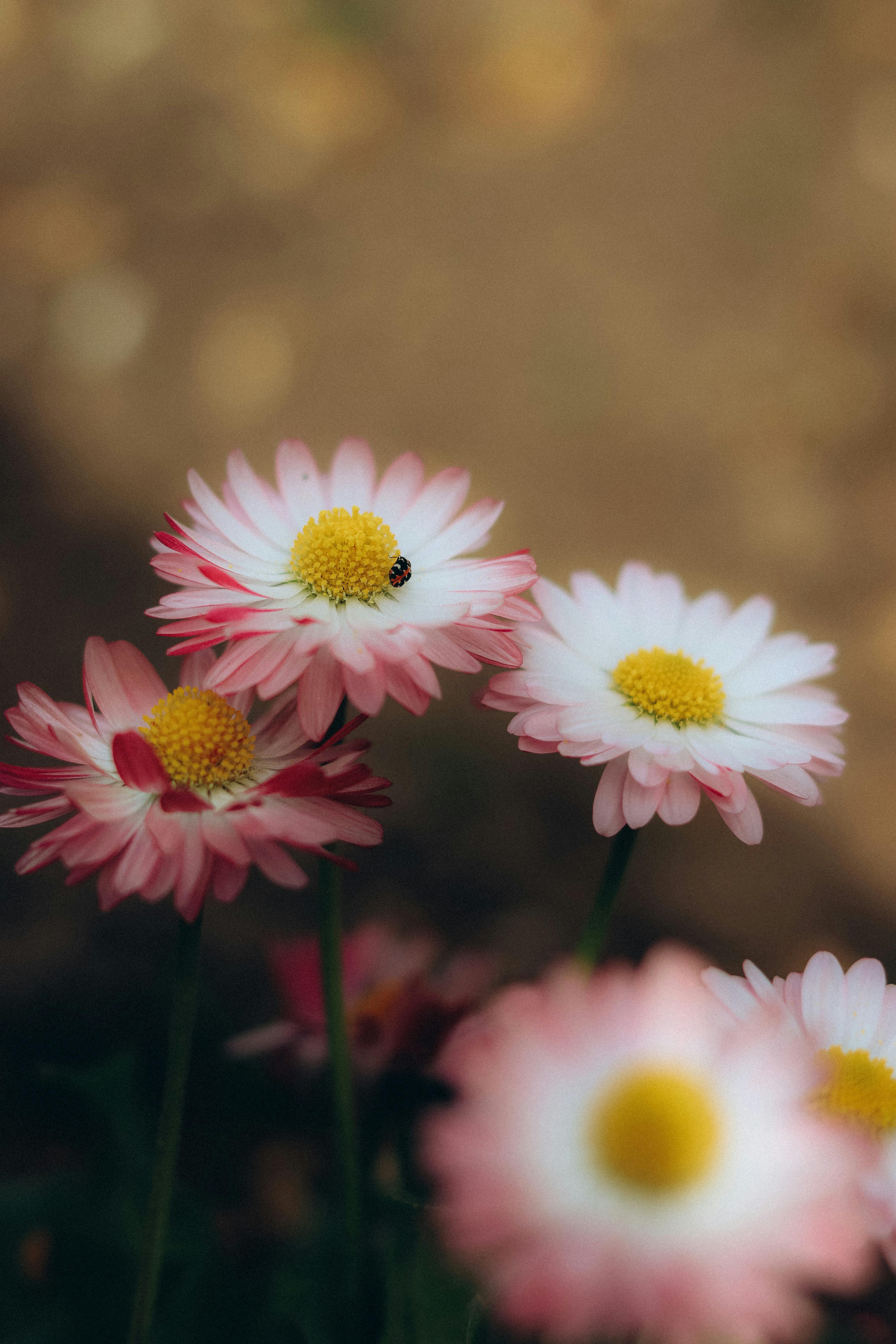 A detailed close-up of pink daisies in a field with a ladybug on the petals, captured in soft natural light.