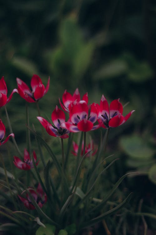 Gratis stockfoto met bladeren, bloemen, detailopname