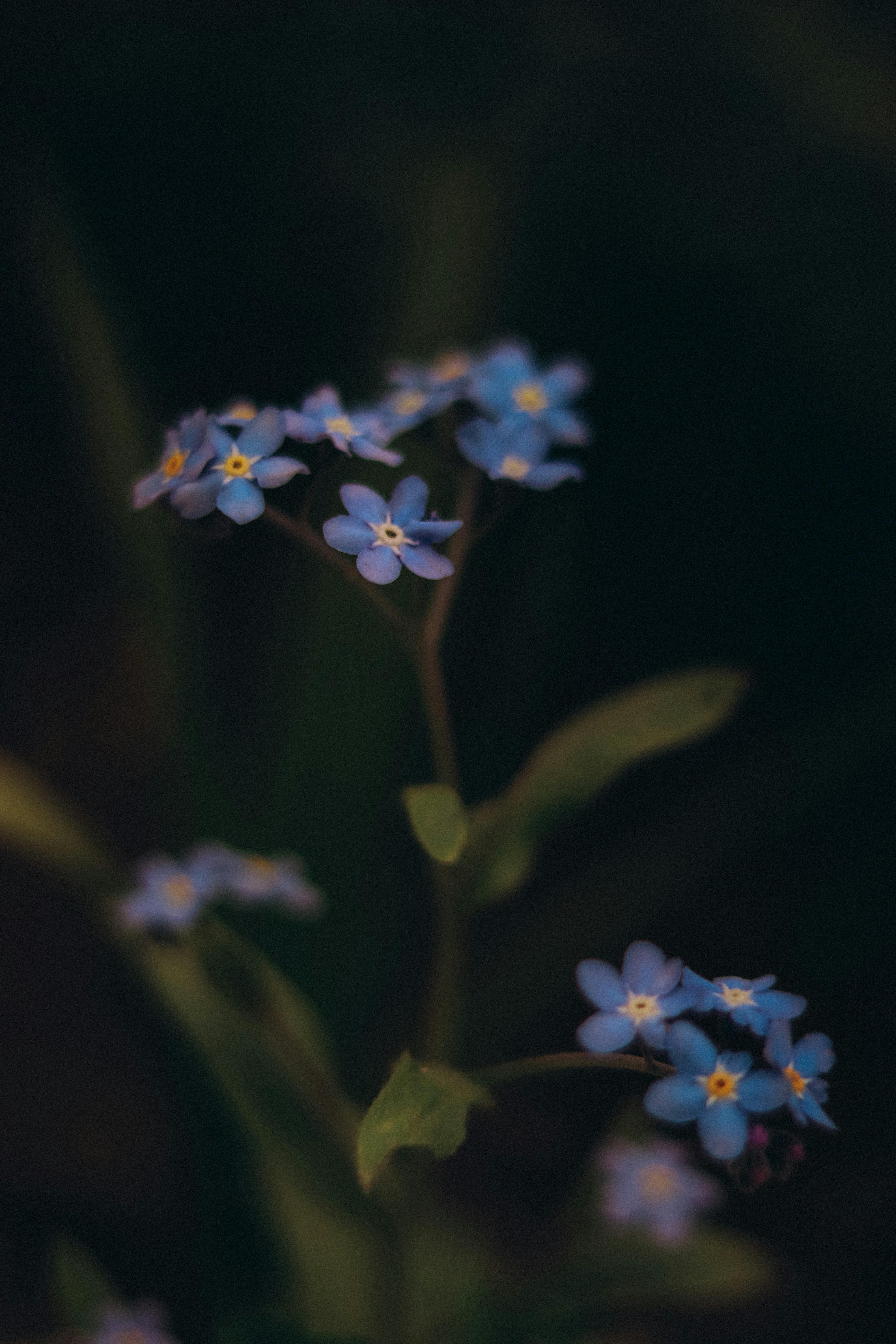 Forget Me Not Flowers Free Stock Photo