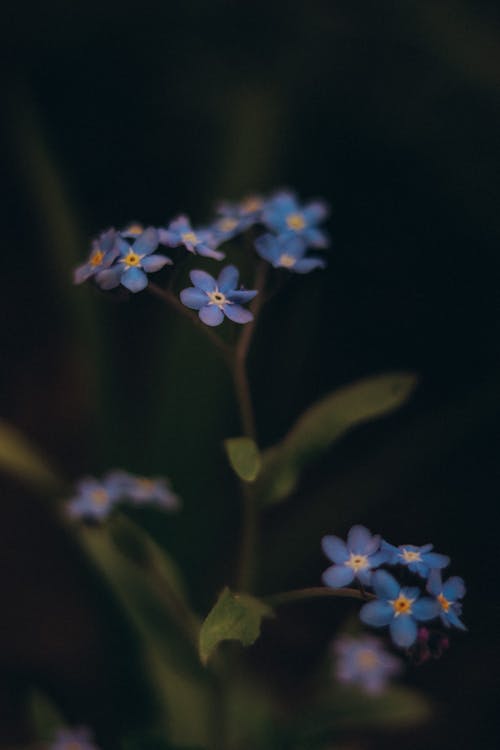Ücretsiz bitki örtüsü, büyüme, Çiçekler içeren Ücretsiz stok fotoğraf Stok Fotoğraflar