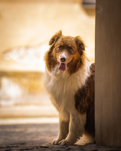 An Australian Shepherd with Brown and White Fur 