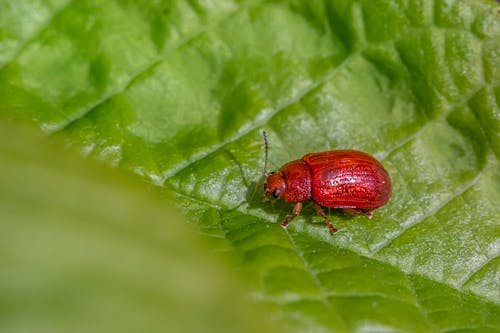 Безкоштовне стокове фото на тему «Beetle, впритул, зелений фон»