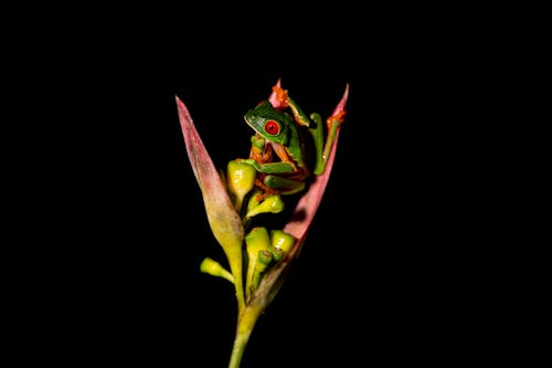 Close-up of a Red-eyed Tree Frog on a Flower