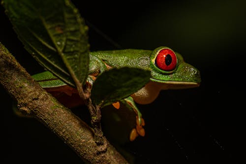 Frog Sitting on Branch