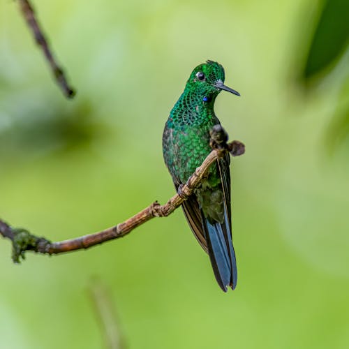 Green-crowned Brilliant Perching on a Twig