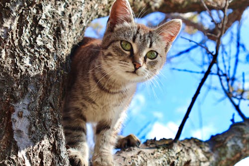 Young Tabby Cat Standing on a Bare Tree Branch and Looking Curiously