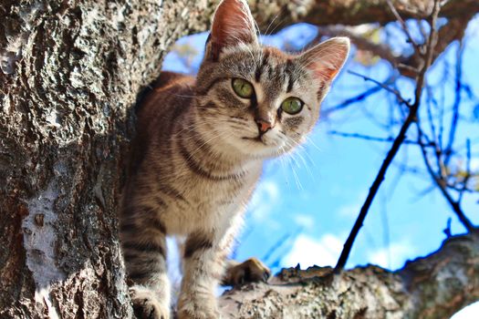 A curious tabby cat with bright eyes perches on a tree against a clear blue sky.