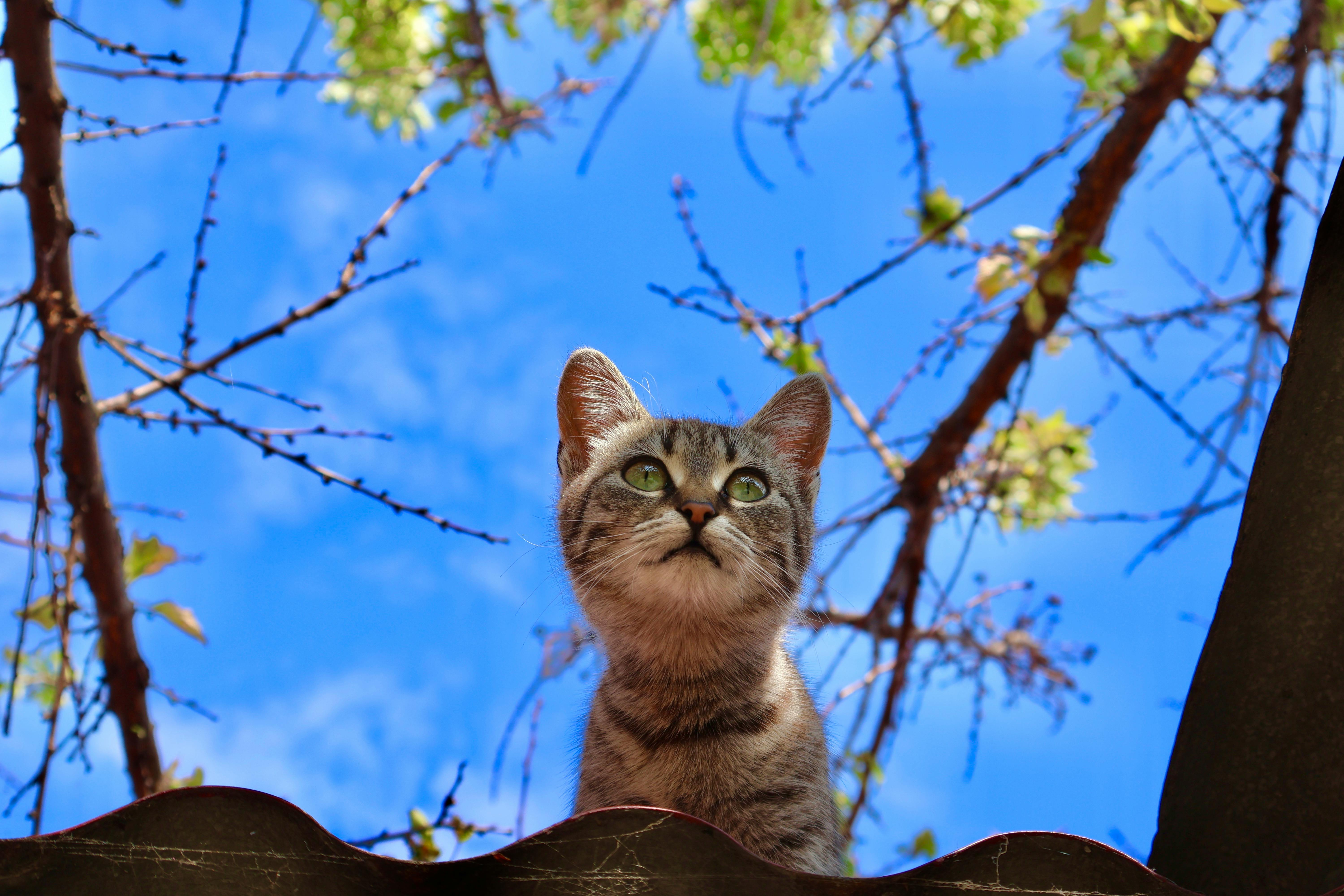 Spring season pet safety tips — Photo by Plamy on Pexels