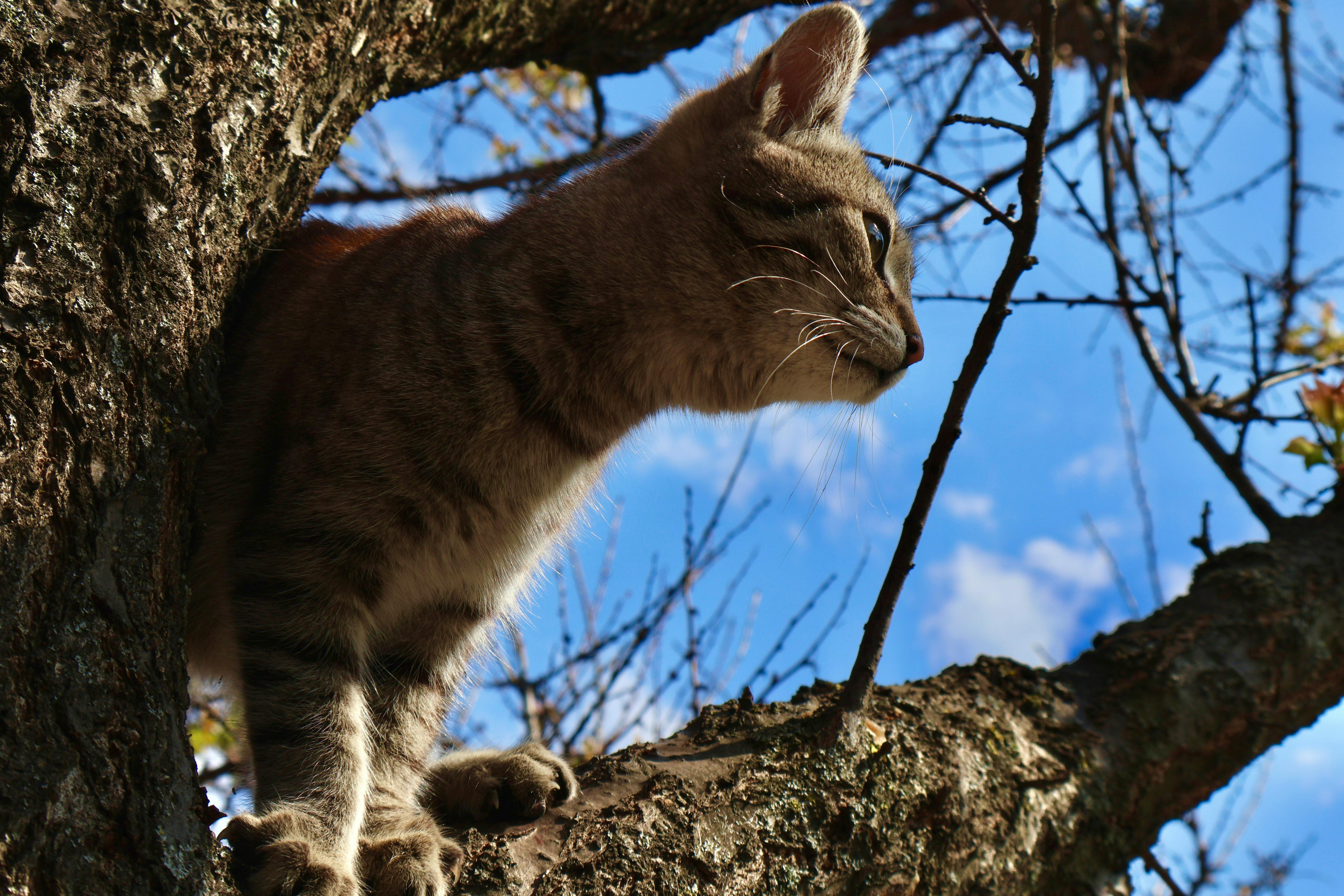 A Cat in a Tree · Free Stock Photo