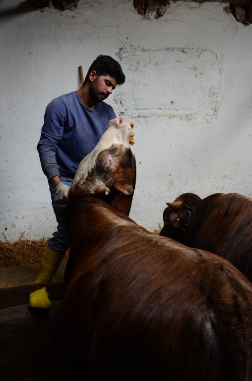 Man Petting a Cow in a Cowshed 