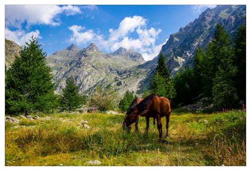 Kostenloses Stock Foto zu bäume, berge, gebirge