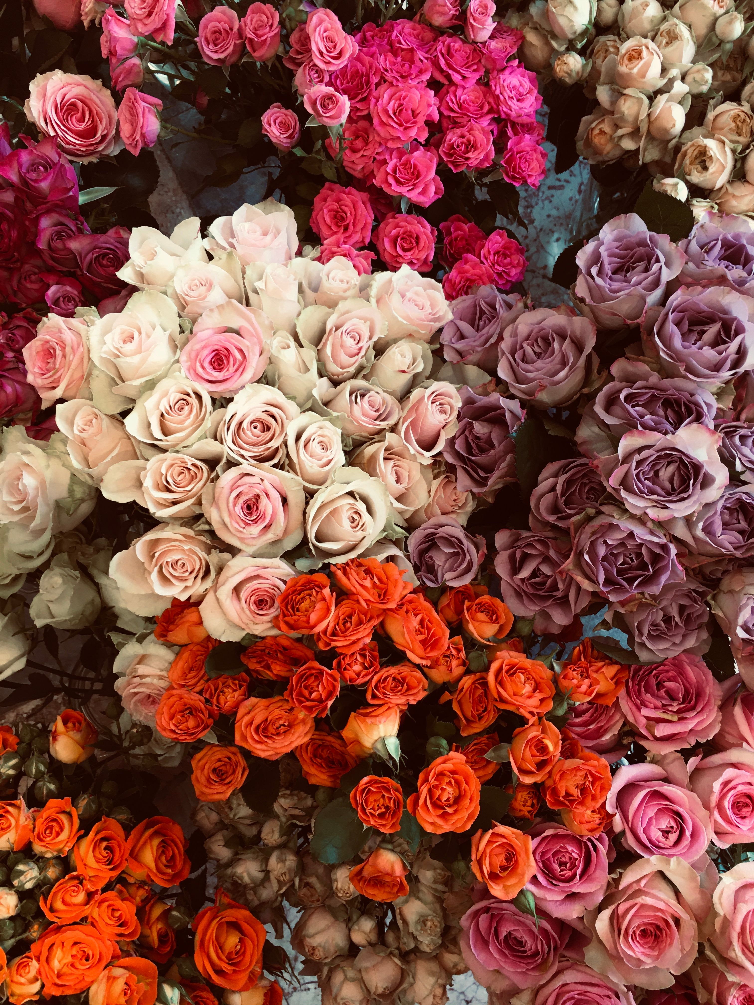 Close up of Colorful Roses · Free Stock Photo