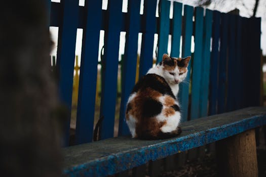 A serene calico cat sitting on a wooden bench by a blue fence in Belarus.