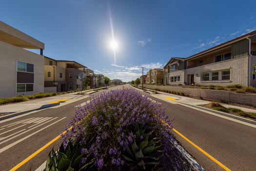 Suburban street scene with vibrant lavender flowers and bright sunlight.