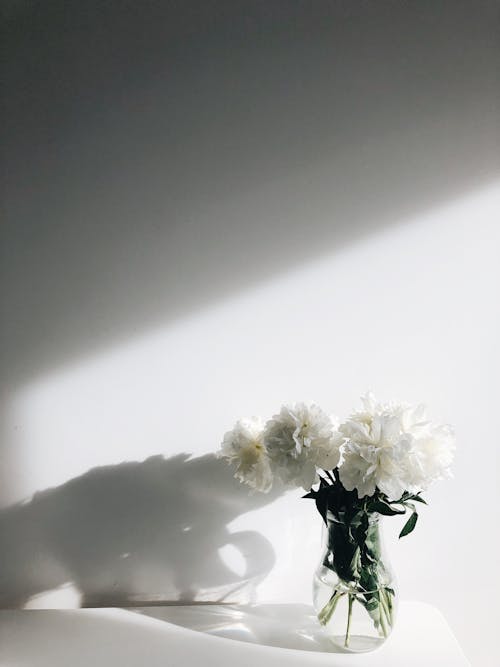Free White Flowers  Stock Photo