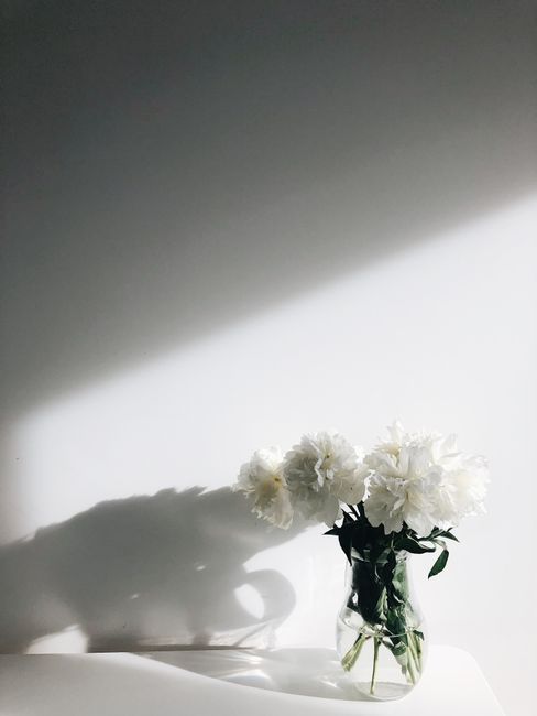 Elegant white flowers in a clear vase casting a soft shadow on a minimalist surface.