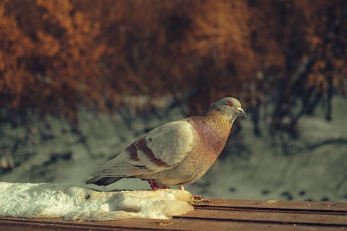 Pigeon on Bench in Winter