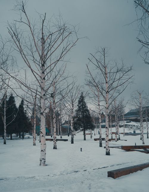 Free Serene winter landscape featuring birch trees in a snowy park setting, perfect for seasonal themes. Stock Photo