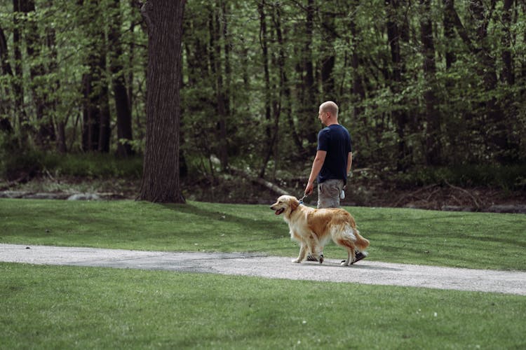 Man Walking Dog Near Forest