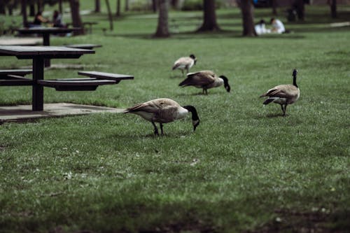 Goose Walking in Park