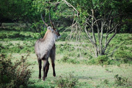 Gray and Black Long Coat Antelope on Green Grass Behind Green Tree