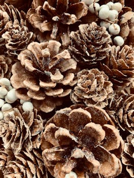 磨砂松果的详细视图，非常适合乡村冬季主题的季节性装饰