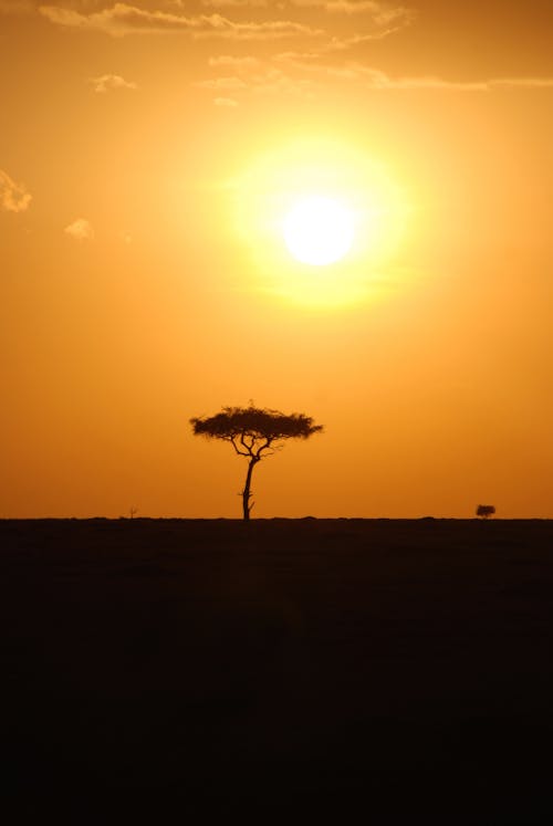 Základová fotografie zdarma na téma Afrika, Keňa, safari